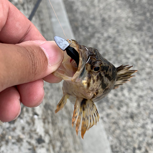 タケノコメバルの釣果