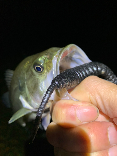 ブラックバスの釣果