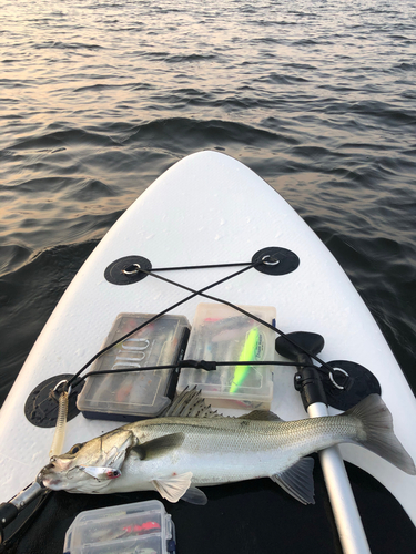 スズキの釣果