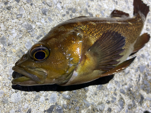 エゾメバルの釣果