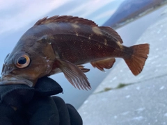 エゾメバルの釣果