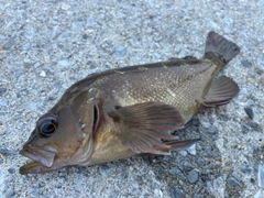 エゾメバルの釣果