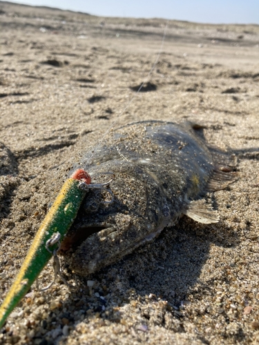 ヒラメの釣果