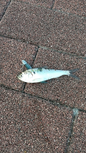 コノシロの釣果