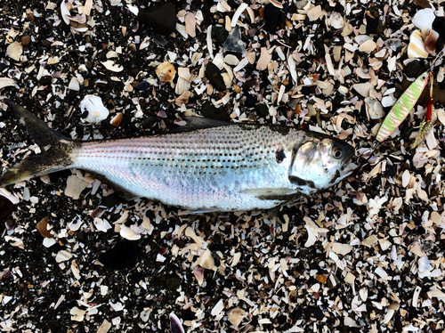 コノシロの釣果