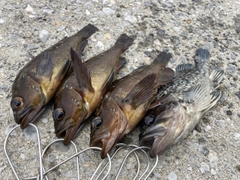 エゾメバルの釣果
