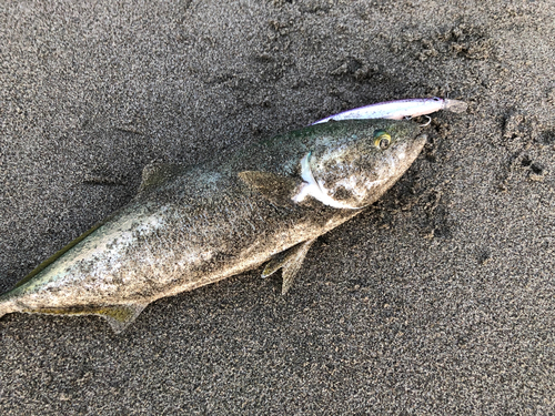 ワカシの釣果