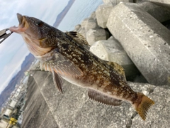 アイナメの釣果