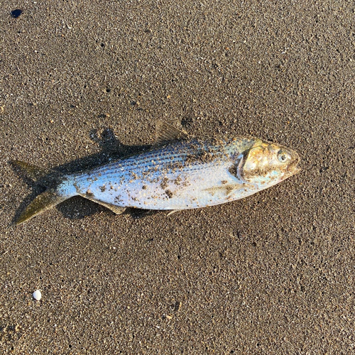 コノシロの釣果