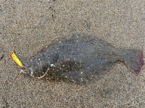 ヒラメの釣果