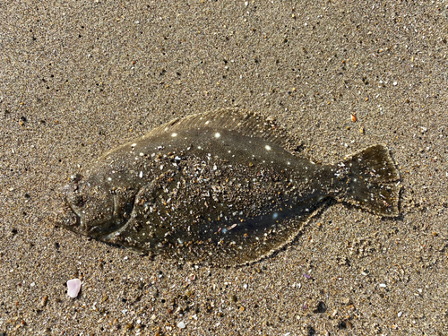 ヒラメの釣果