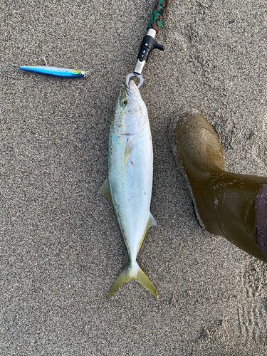 イナダの釣果