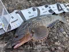 アイナメの釣果