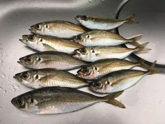 アジの釣果