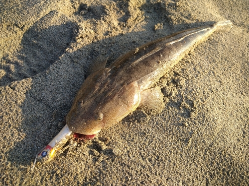 マゴチの釣果