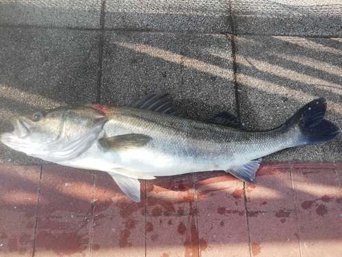 スズキの釣果