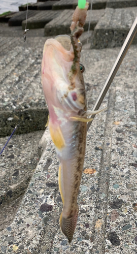 ハゼの釣果