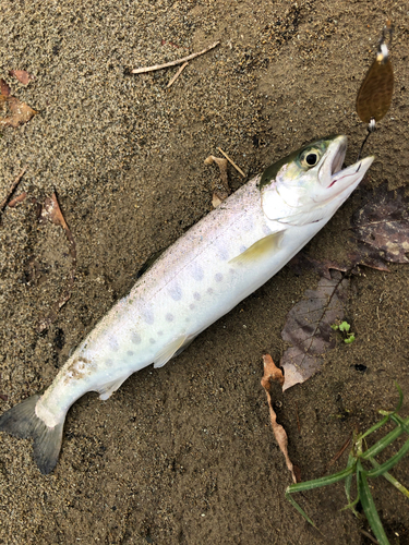 ヤマメの釣果