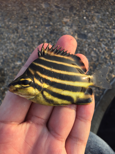 カゴカキダイの釣果