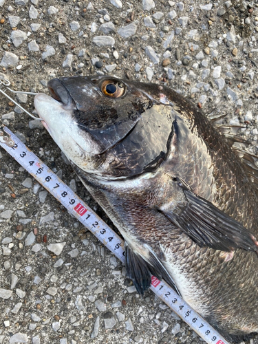 クロダイの釣果