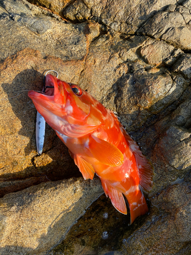 アカハタの釣果