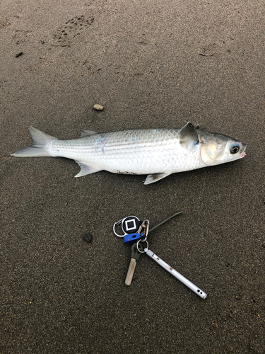 ボラの釣果