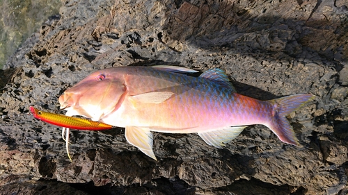 オジサンの釣果