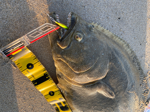 ヒラメの釣果