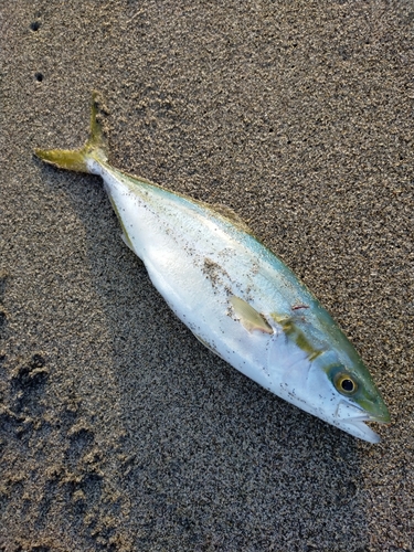 イナダの釣果