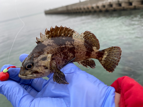 ムラソイの釣果