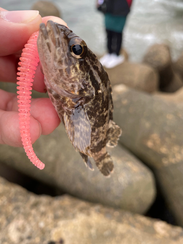 タケノコメバルの釣果