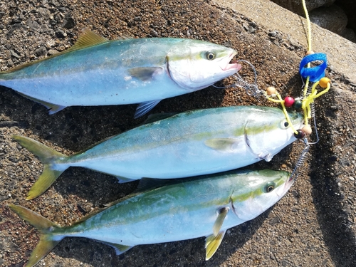 イナダの釣果