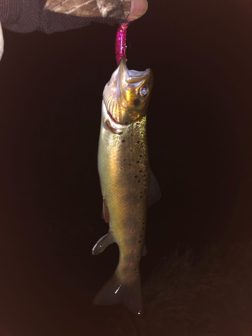 ブラウントラウト