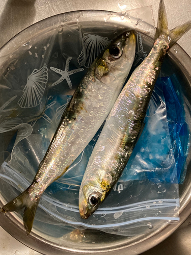 イワシの釣果