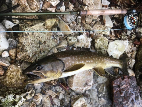 アメマスの釣果