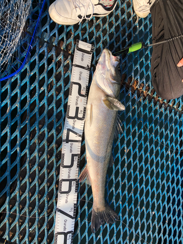 シーバスの釣果