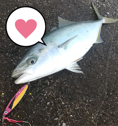 ハマチの釣果