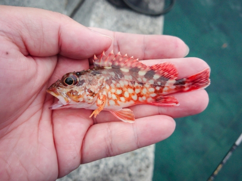 カサゴの釣果