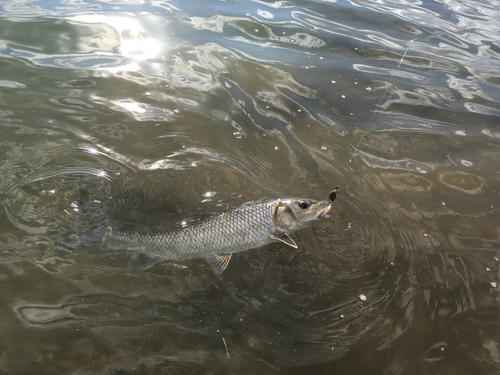 ニゴイの釣果