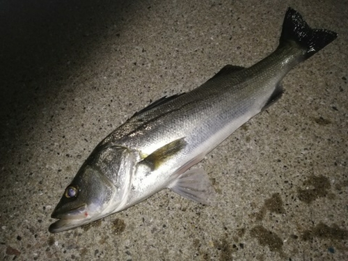 フッコ（マルスズキ）の釣果