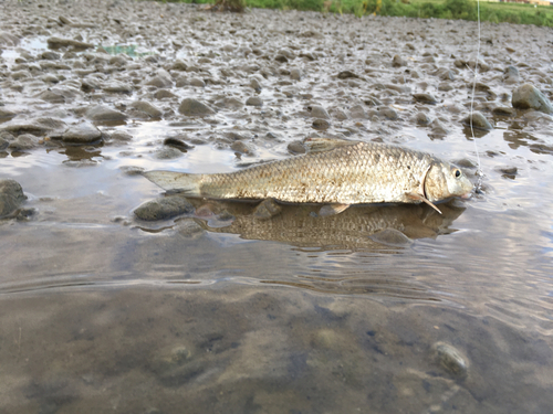 ニゴイの釣果