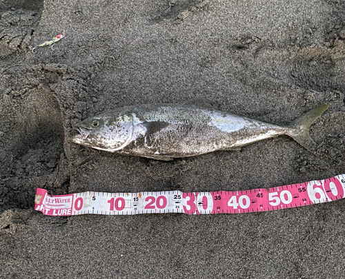 イナダの釣果