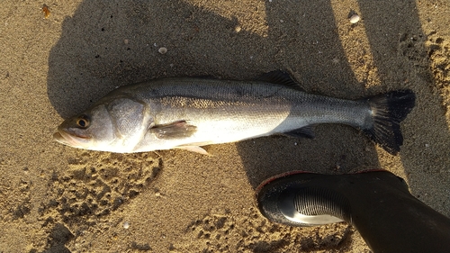 スズキの釣果