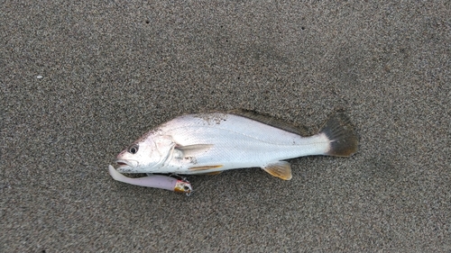 ニベの釣果