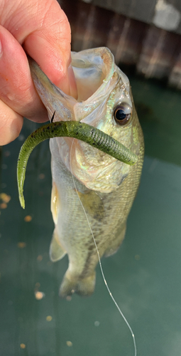 ラージマウスバスの釣果