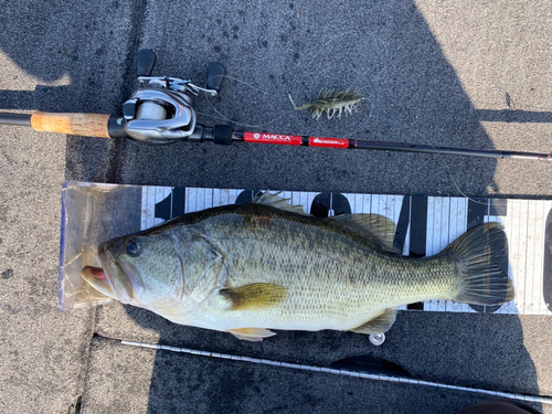 ブラックバスの釣果