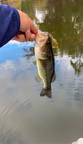 ラージマウスバスの釣果