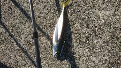 マサバの釣果