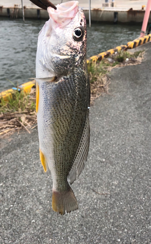 シログチの釣果