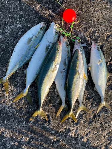 イナダの釣果